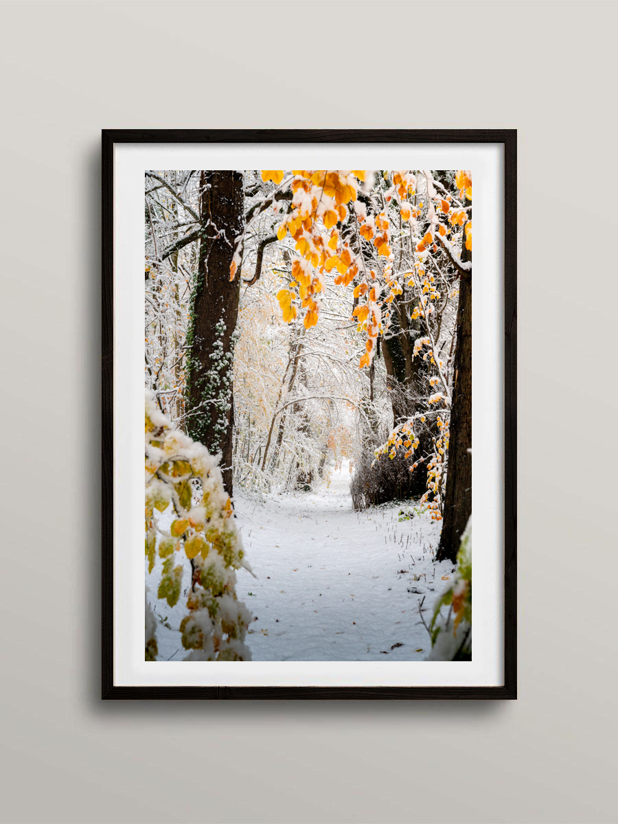 Forêt d'hiver dans l'Eure