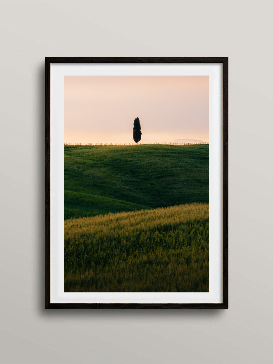 Le Cyprès solitaire