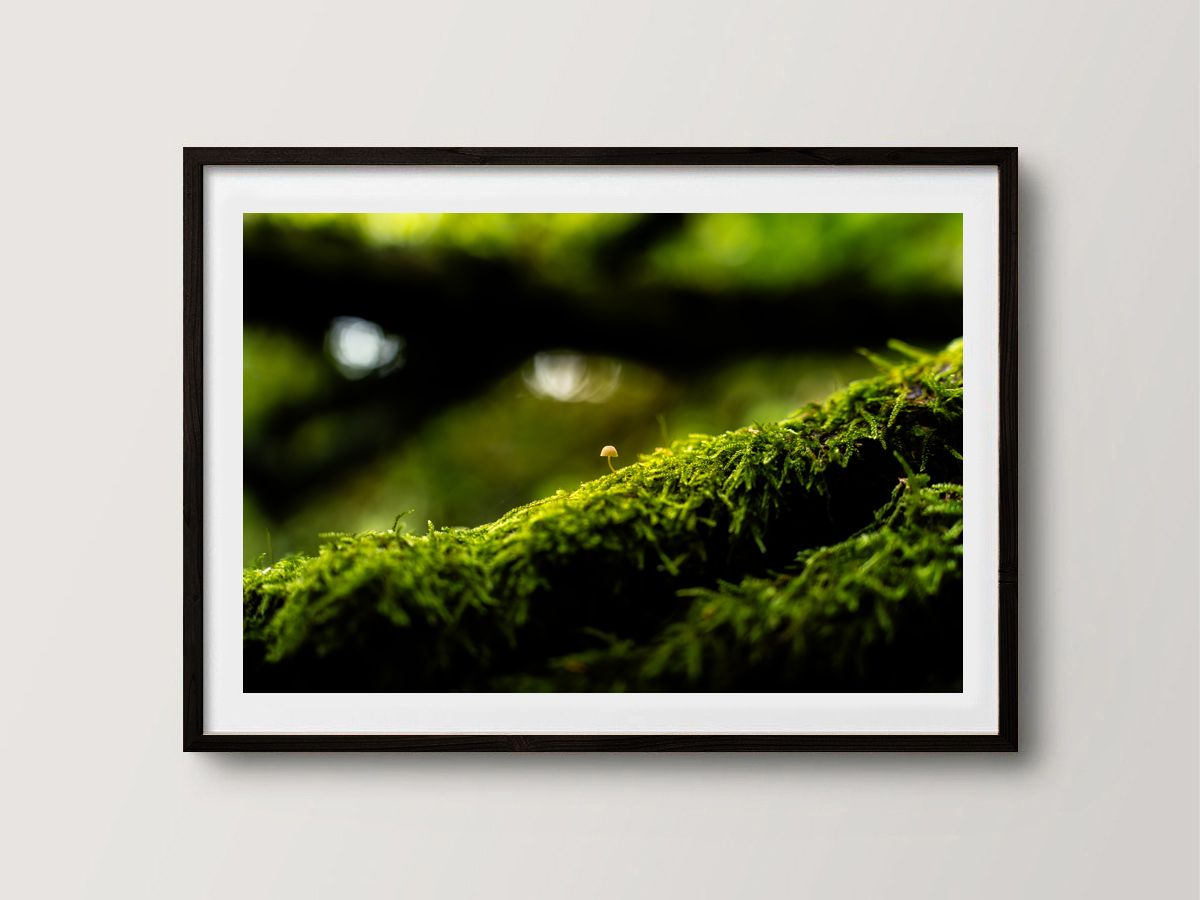 Miniature d'Automne
