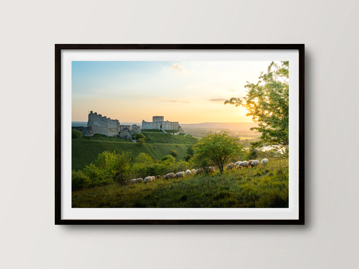 Les moutons du Château Gaillard